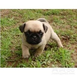 巴哥爆料新版本视频播放,新版本视频播放功能革新来袭！  第3张